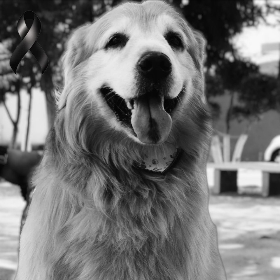 Mis condolencias para el gobernador <a href="/armentapuebla_/">Alejandro Armenta</a> y su familia por el sensible fallecimiento de su querido compañero Tomy Armenta. 

Quienes hemos tenido la fortuna de compartir nuestra vida con seres tan nobles sabemos que son parte fundamental de nuestra familia. Su partida