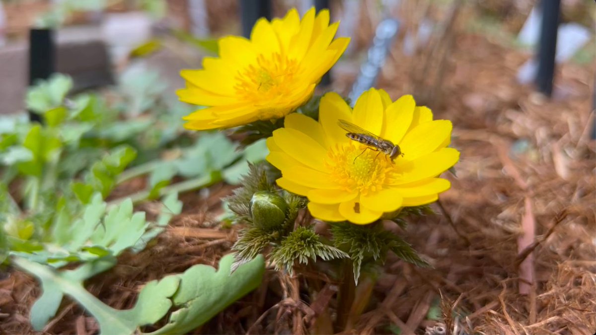 趣味の園芸コミュニティ Community on X - 91 Members