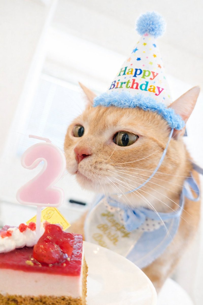 mgmg____ojsn's tweet photo. 猫が2歳のお誕生日を迎えました！ https://t.co/7n69WWfWx8