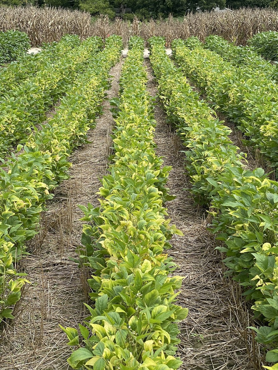 alabamaED's tweet image. Potassium (K) deficiency symptoms on soybean in a demonstration plot. K deficiency appears as yellowing of leaf margins of older leaves. Factors that limit root growth such as soil compaction, root pruning or dry &amp;amp; loose soil can limit plant K uptake #Soybeans @CropNetwork