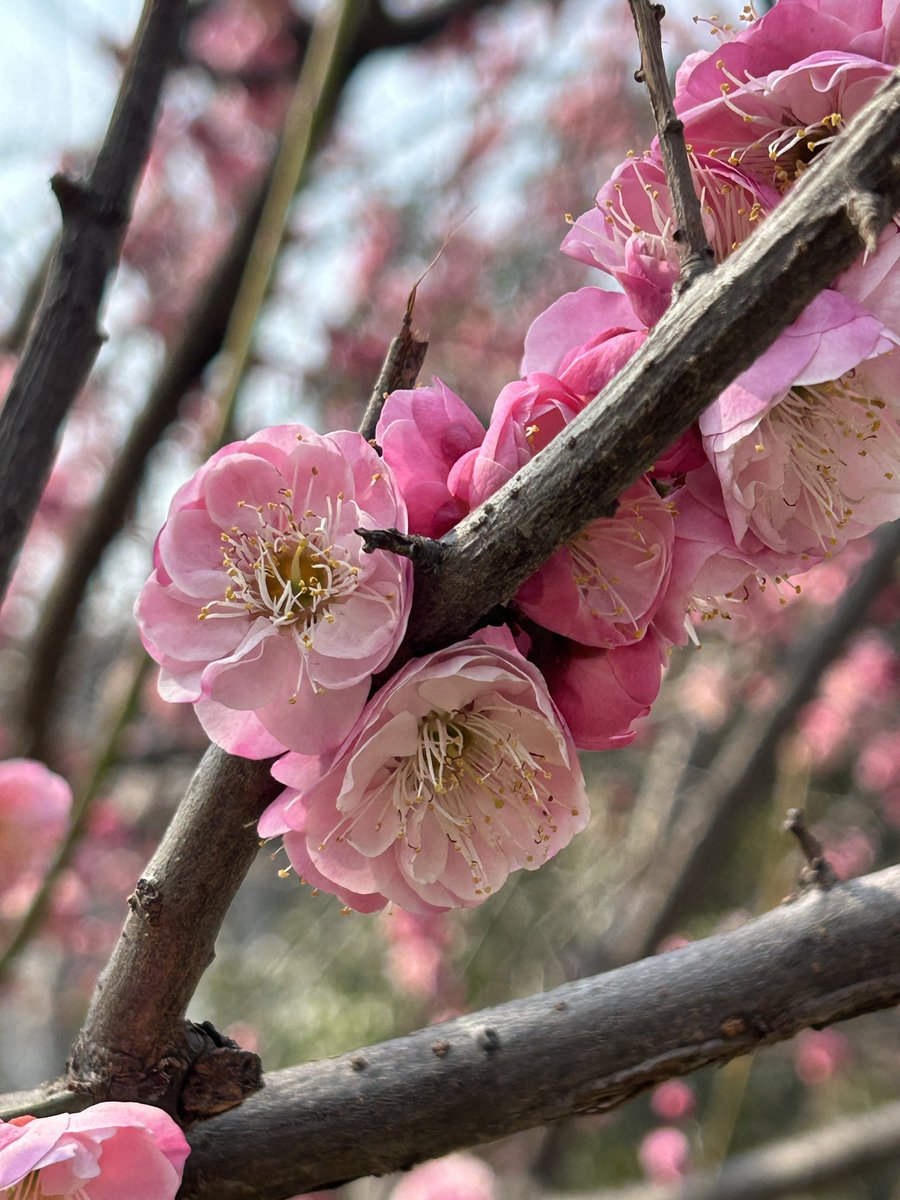 MadForMaple's tweet image. Blossoms in Xi'an #China. Inside the Inner Ancient City today! #travel #exploring