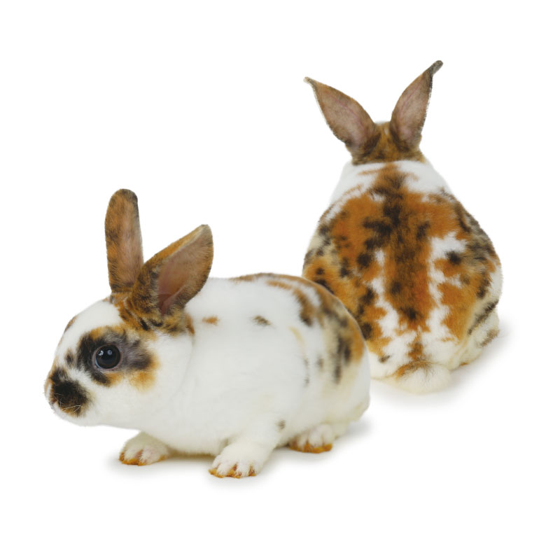 🐰うさぎのしっぽ代表・町田修による純血品種講習会✨ 『うさぎの品種