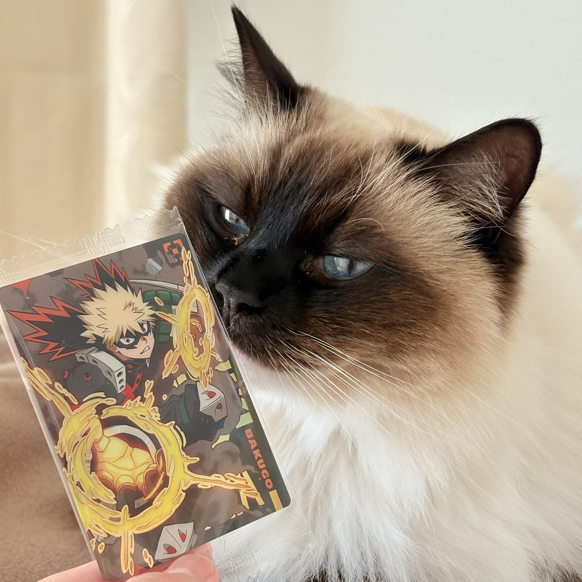 ｯﾁｬﾝ!!!!!!!!!💥