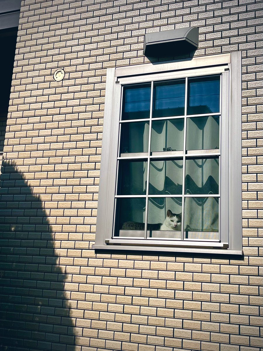 4XGQBO0gUSqvFCW's tweet image. 見てる ﾇﾝ
#WindowCat