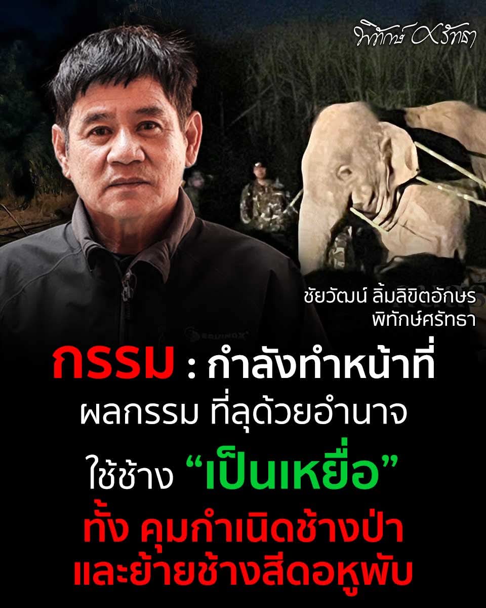 thiphy_chi79830's tweet photo. กรรมกำลังทำงาน ย��่งทำกับช้างป่ายิ่งต้องได้รับผล  หูพับคือความงดงาม ความสดใสของโลกใบนี้ #หูพับต้องไม่ตายฟรี #สีดอหูพับ https://t.co/JwT9UtEveh