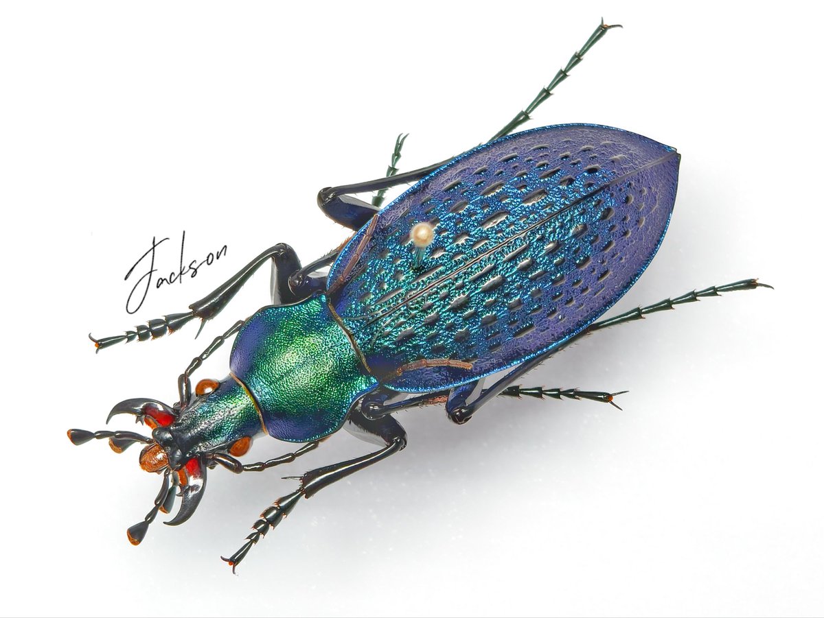 asukaambition's tweet photo. Carabus(Coptolabrus)smaragdinus yanggangensis Deuve & Li, 2000
From:N.Korea
少见的产地
#Carabus #Coptolabrus
#insect #epecimen https://t.co/XFd2WhLjYc