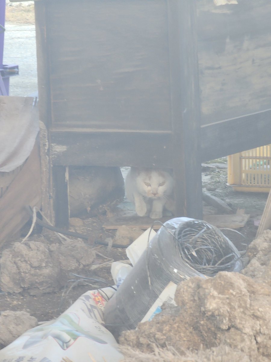 카래 (@illi1lli1l) on Twitter photo 