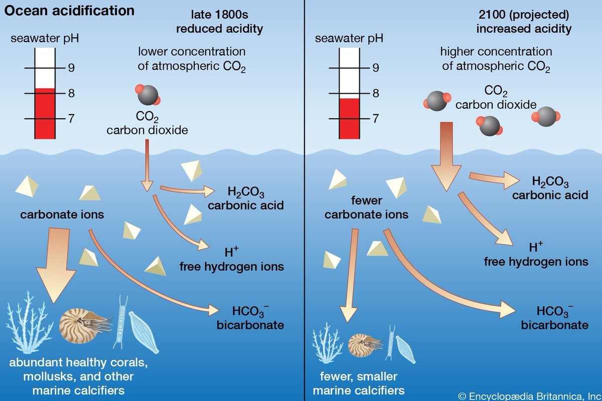 tmallard's tweet photo. The fallacy of this is excess CO2 beyond #rock_erosion's trivial buffering converts to #carbonic_acid at the #AirSeaInterface of a 70.8%, 361.9-million km² of saltwater sea_surface exchanging #gases constantly
No oysters in 50yrs as the oceanic foodchain collapse continues we're dissolving plankton 10-times faster than the 5th extinction isn't a clue ?
Feely, Emeritus UW-Oceanography ICES talk 1st spkr, https://t.co/IrCtubm9hp
More ...
Rignot ice rsrch: https://t.co/UzJeKHxEi8
Zeebe PETM model: https://t.co/ifsPhXDc9w
Ward paleo events: https://t.co/Ln5c06TgnE
Wing paleo life: https://t.co/hi1Rf0iMPE
Wing ESAS's CH4: https://t.co/d6kkmjaDKH
NSF-300My 7.9pH: https://t.co/GhtUE9fItw
ESAS's 1.7-trillion metric-tons of clathrate methane already thawing is an extinction event;
Chernykh+deposits,2020, https://t.co/uk92ugGR4m
Bukhanov+bubbles,2023,https://t.co/pndmXFyM4X