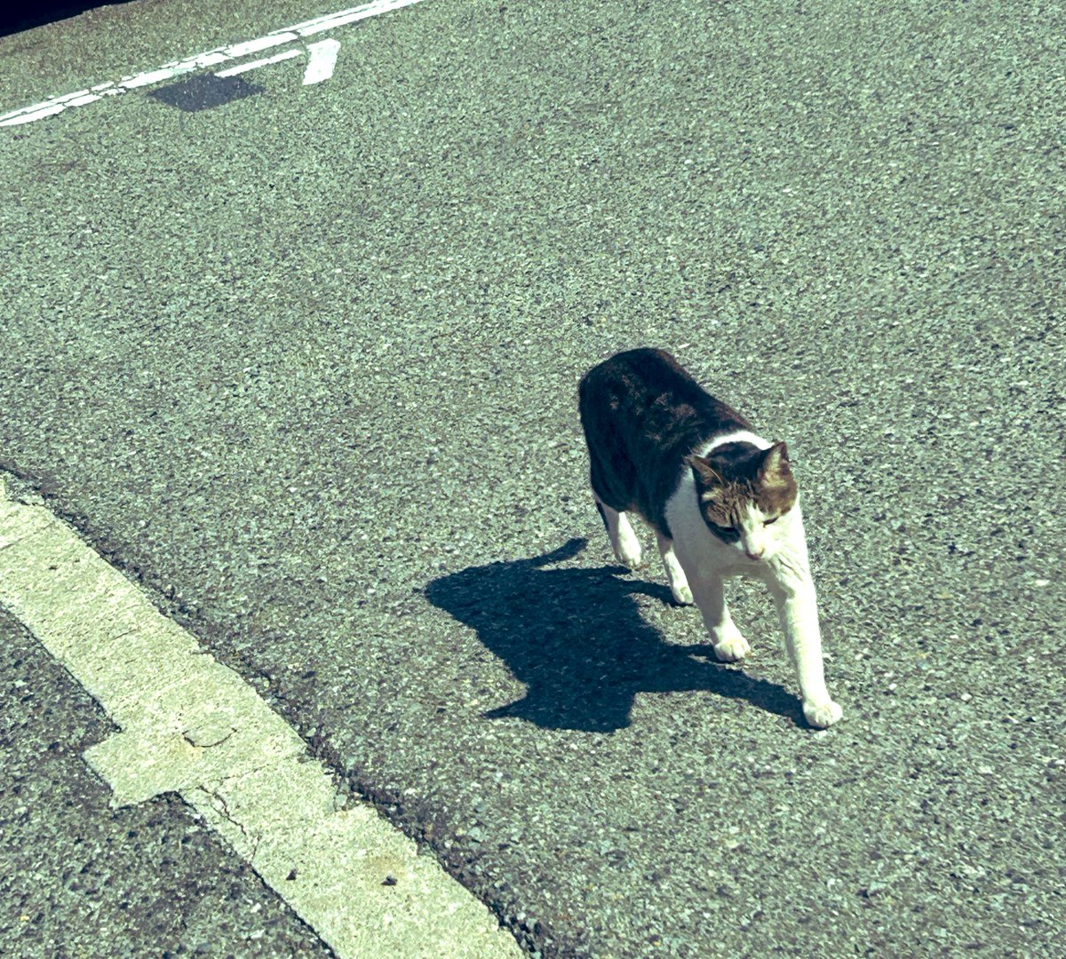 Rockenji's tweet photo. 猫見つけた

#ネコ好き
#もうすぐ猫の日 https://t.co/soaHql9aAU