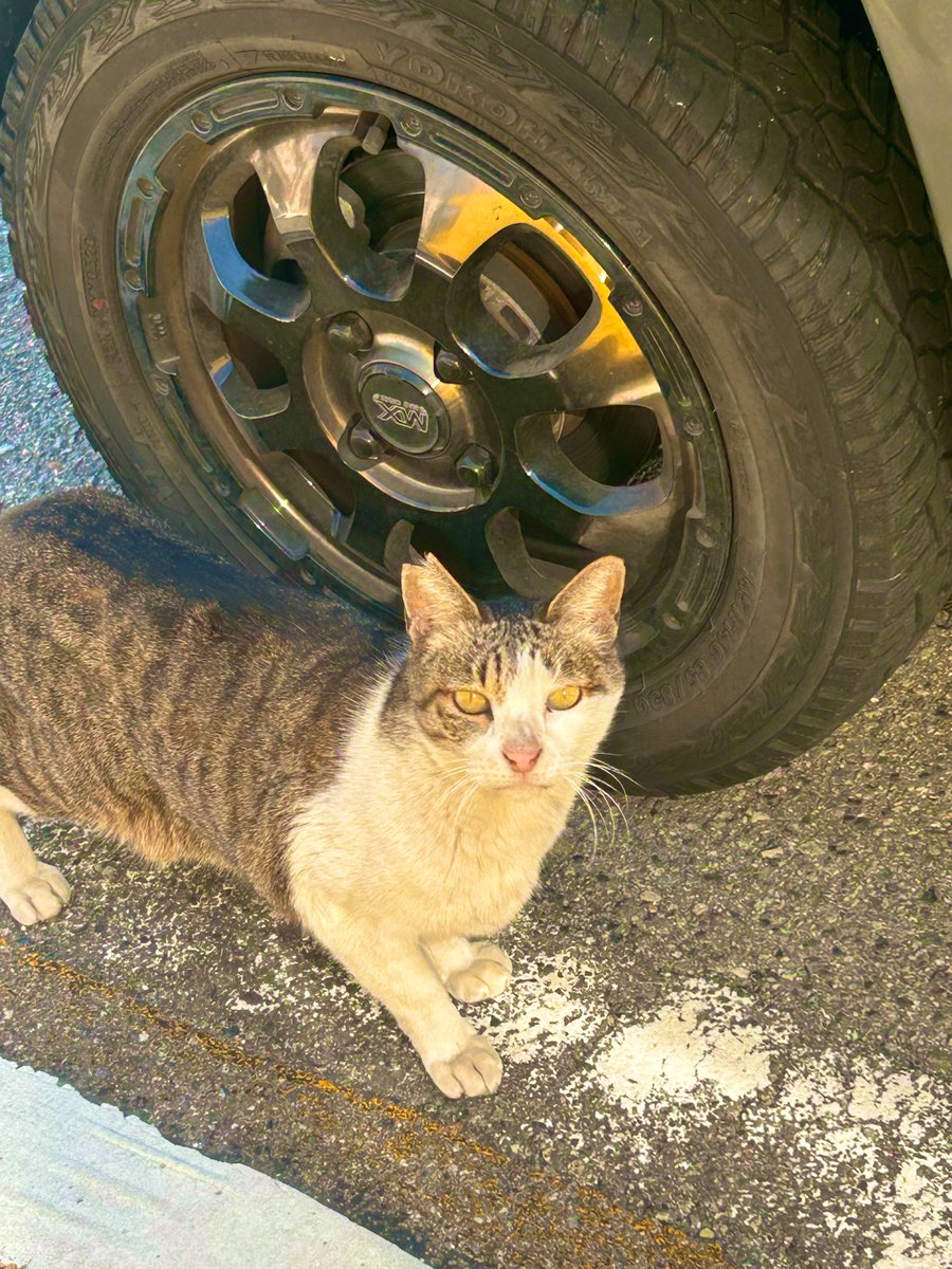 Rockenji's tweet photo. 猫見つけた

#ネコ好き
#もうすぐ猫の日 https://t.co/soaHql9aAU