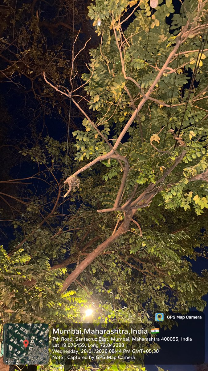 Voice_of_Human_'s tweet photo. Suspected deliberate damage to a healthy roadside tree near ongoing construction at Santacruz East (Road No. 2 / 7th Road).
Branches cut &amp; placed back, soil disturbed, tree suddenly weakened.
Request urgent inspection &amp; action.
@mybmcWardHEast @mybmc @CMOMaharashtra #SaveTrees https://t.co/GSn9W710RR
