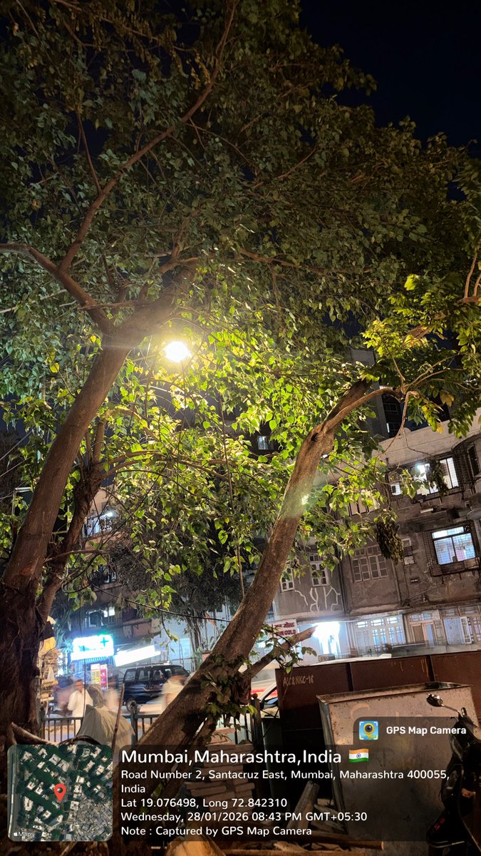 Voice_of_Human_'s tweet photo. Suspected deliberate damage to a healthy roadside tree near ongoing construction at Santacruz East (Road No. 2 / 7th Road).
Branches cut &amp; placed back, soil disturbed, tree suddenly weakened.
Request urgent inspection &amp; action.
@mybmcWardHEast @mybmc @CMOMaharashtra #SaveTrees https://t.co/GSn9W710RR