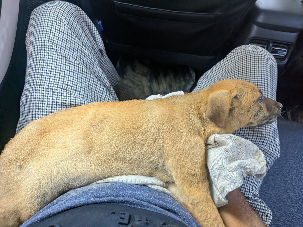 aaminsaann's tweet photo. A driver ran over a 2-month-old street puppy in Swastika City, Ahimamau, Lucknow and fled without stopping. The puppy is critical and under treatment. Requesting strict action.  @PetaIndia @pfaindia @Manekagandhibjp @bluecrossindia1 @helpanimalindia #AnimalCruelty https://t.co/wRhrAJM8Zi