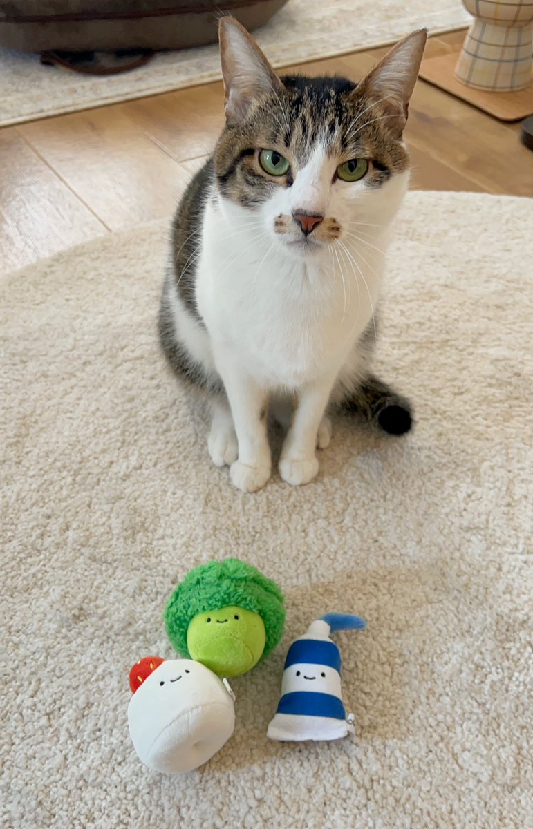 ひよこまる先輩(うずめが狂喜乱舞するほど気に入っているぬいぐるみ)がボロボロになってしまった

代替品にいちご大福と絵の具とブロッコリーのぬいぐるみをあげたけど、ものすごい不満げな顔をされて終わった