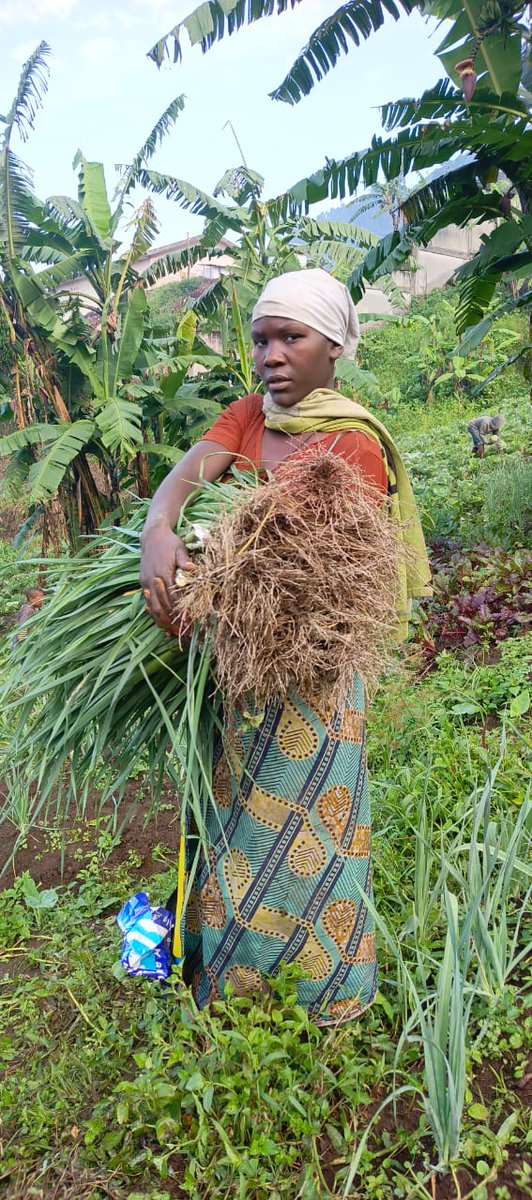 im82665's tweet photo. Récolte de produits maraîchères de la 1èr phase, de l'assistance en semences maraîchères. des poireaux, choux, carottes, betteraves et amarantes du projet d'appui à la résilience communautaire et lutte contre l'insécurité alimentaire en faveur de 150 ménages de PDIs à Masisi. https://t.co/D3zT3EdhZt