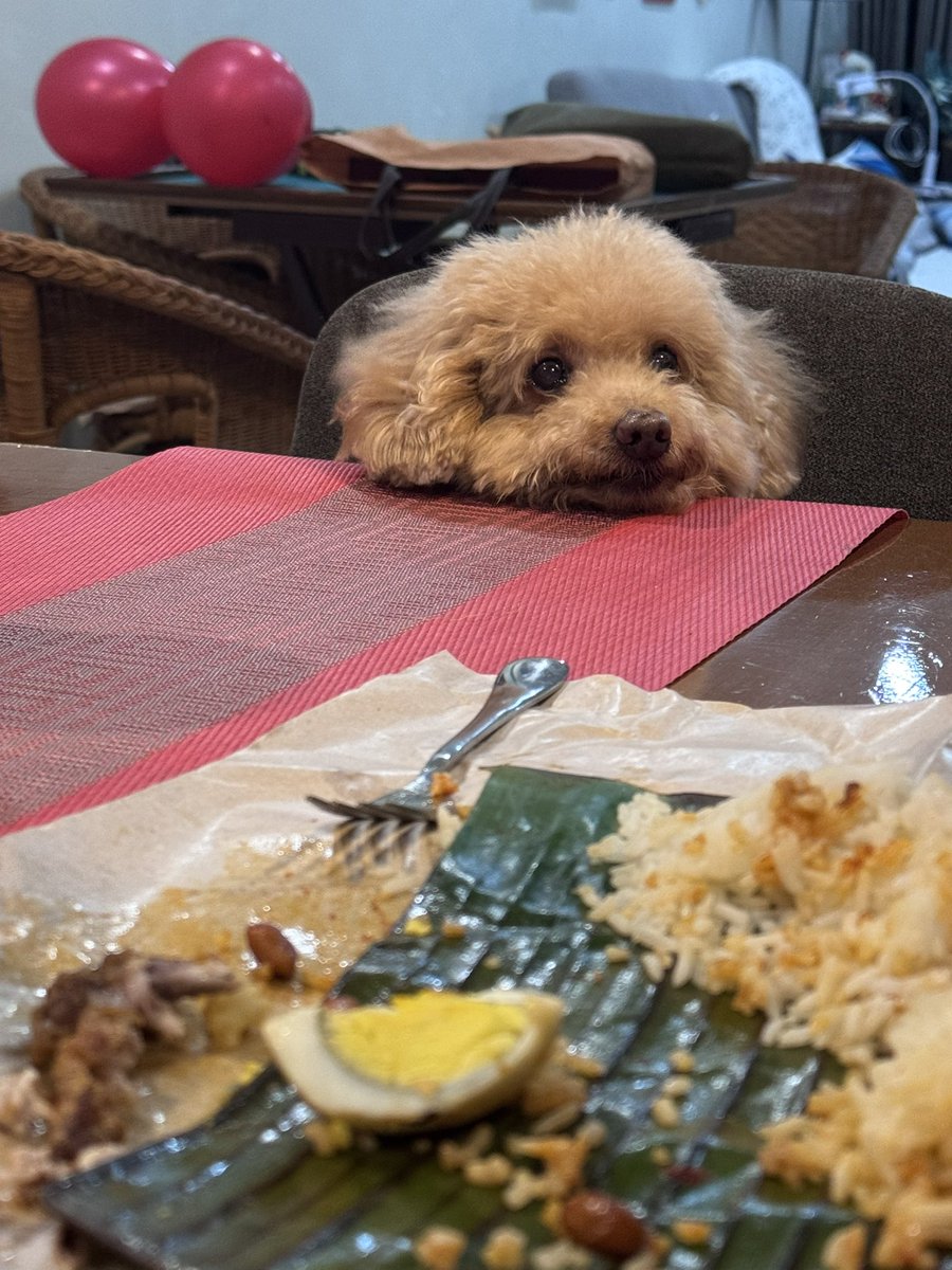 Me: forget draw art for cny

Here a doggo pic for forgiveness