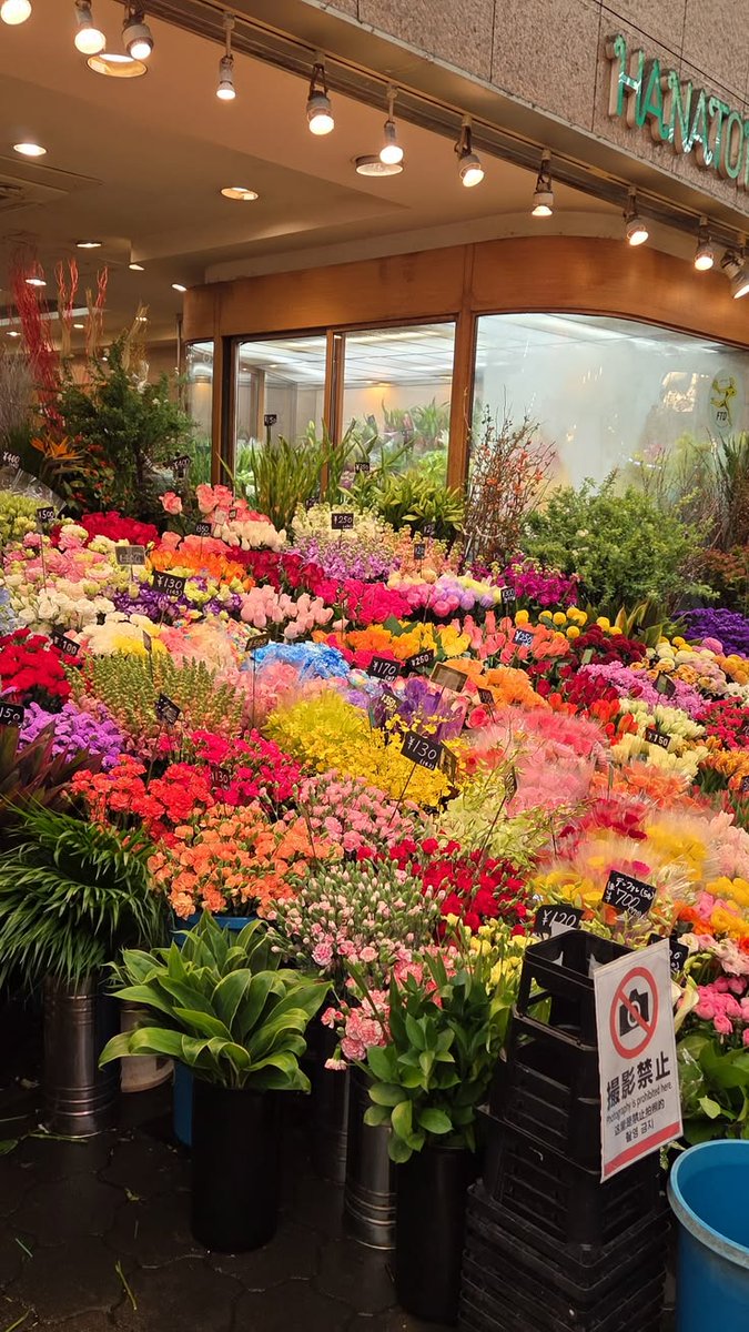 𝓣𝓱𝓮𝓑𝓵𝓸𝓼𝓼𝓸𝓶𝓢𝓽𝓾𝓭𝓲𝓸 (@phollukidukaan) on Twitter photo 