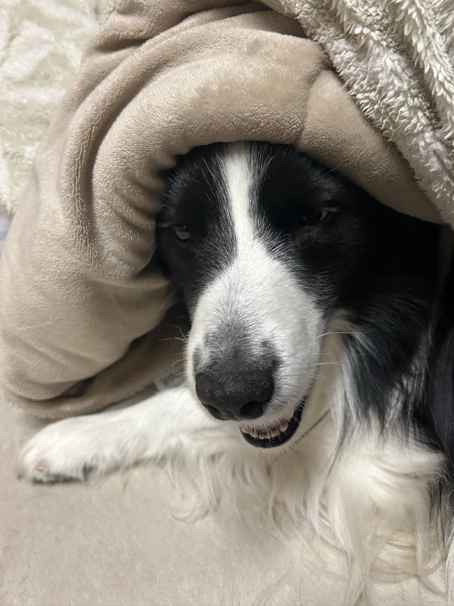 Rion_Border's tweet photo. 【今日のりおん】

朝から嘔吐と下痢気味です〜

🐶ちょっと気持ち悪いかも…

ちなみに私も腹の調子が…風邪かな？

#ボーダーコリー  #ボダコ #ボーダーコリー好き #犬との暮らし https://t.co/kk5g3bKkWV