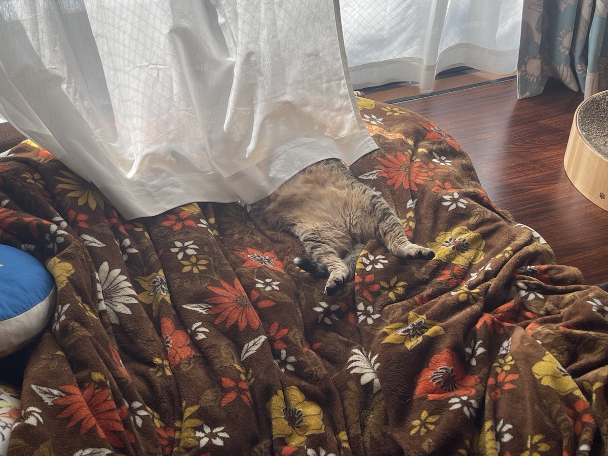 今日も猫がかわいい