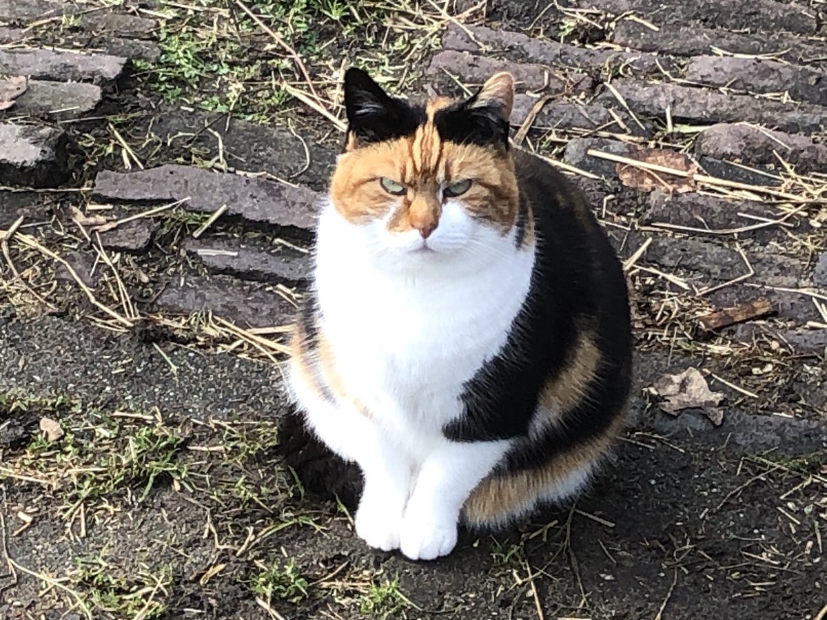 Onze Simba is te dik. Zij gaat op dieet. Dus geen snoepjes meer en wel meer muizen vangen.