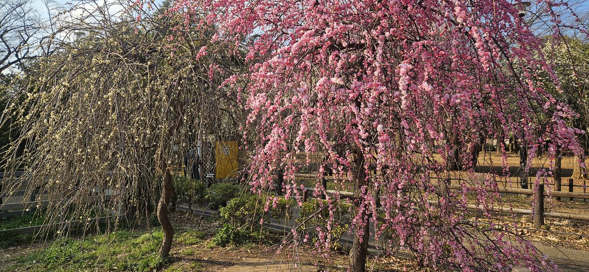 Unlikely to see cherry blossoms while im here but the plum trees are pretty