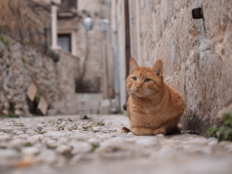 Petpedia_neko's tweet photo. 家と外を自由に出入りしている外猫ちゃんや、偶然のハプニングによって外へ飛び出してしまった室内飼いの猫ちゃんがなってしまうことのある迷子。

今回は愛猫が迷子になってしまったときの捜索方法などについてご紹介します🧐

https://t.co/Mtx5A5UouC

#petpedia https://t.co/zmhKK1wBoy