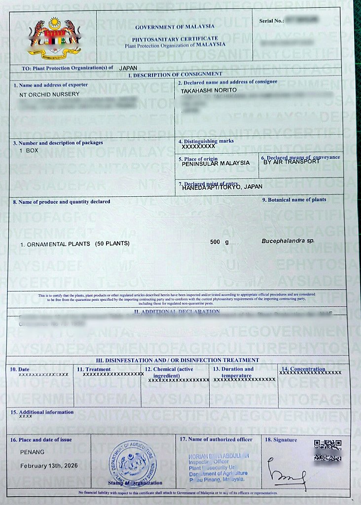こちら マレーシアの植物検疫証明書 🇲🇾のブセファランドラを