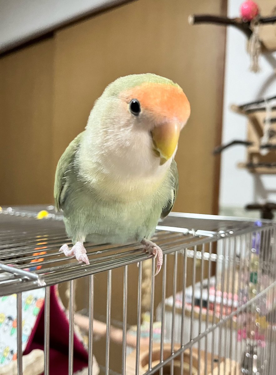 6さいといちにちめの
ハロさん

わたしも
あなたも
いつか
きえるから

いまの
すべてが
たからもの