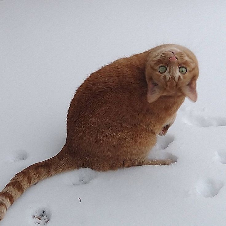 lupus71 🇵🇱 tweet media