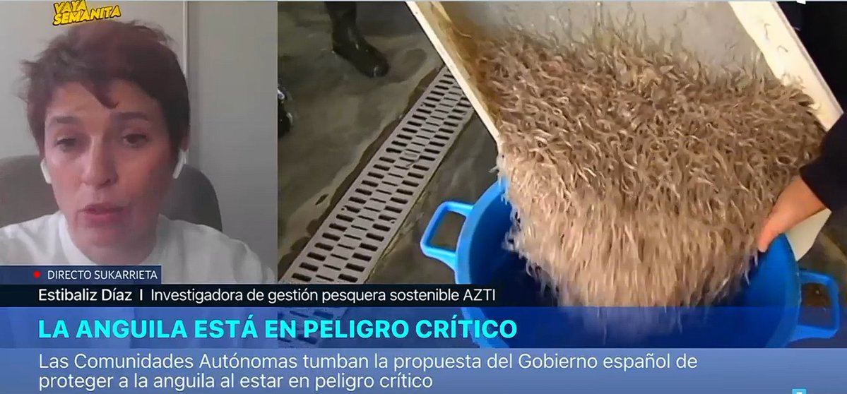 La ANGUILA está en péligro critico, pero en Asturias, Cantabria, Galicia,Murcia, Valencia y Baleares (1 PSOE y 5 del PP) se niegan a prohibir su pesca.

Cualquier político minimamente responsable,debería prohibir su pesca y su venta en restaurantes hasta q se recupere la especie.