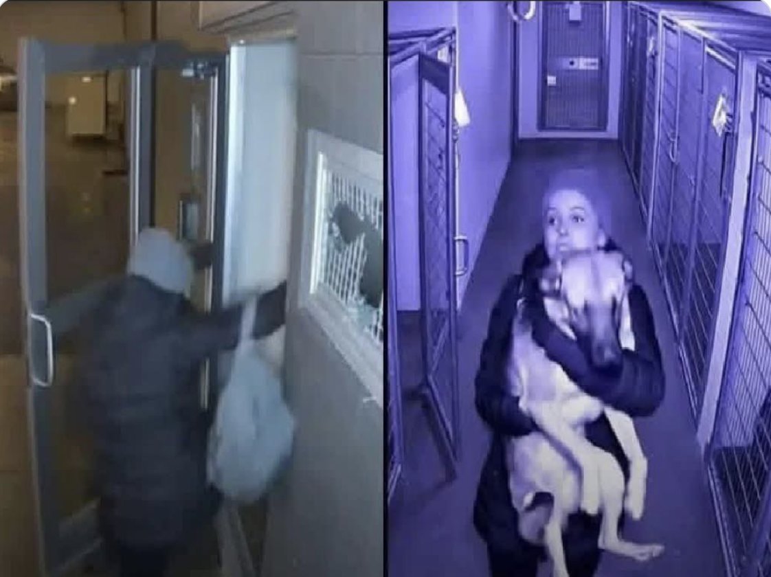 ranunsday's tweet image. 고통스러운 이별 후 그녀는 몇 달 동안이나 반려견을 찾아 헤맸습니다. 그러다 마침내 진실을 마주하게 되었죠.

전 남자친구는 개를 "잃어버린" 것이 아니었습니다. 복수심에 눈이 멀어 유기견 보호소(안락사 시행 보호소)에 강제로 보낸 것이었습니다. 그리고 더 끔찍한 사실은...

반려견…