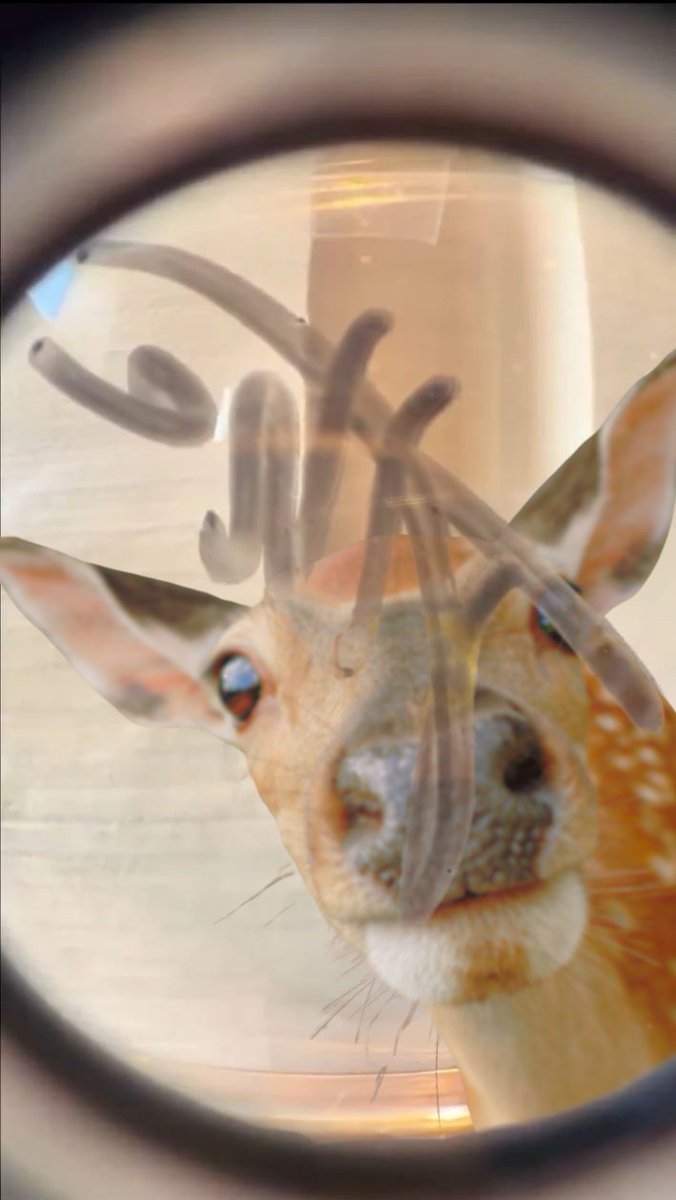 How we see that's video: