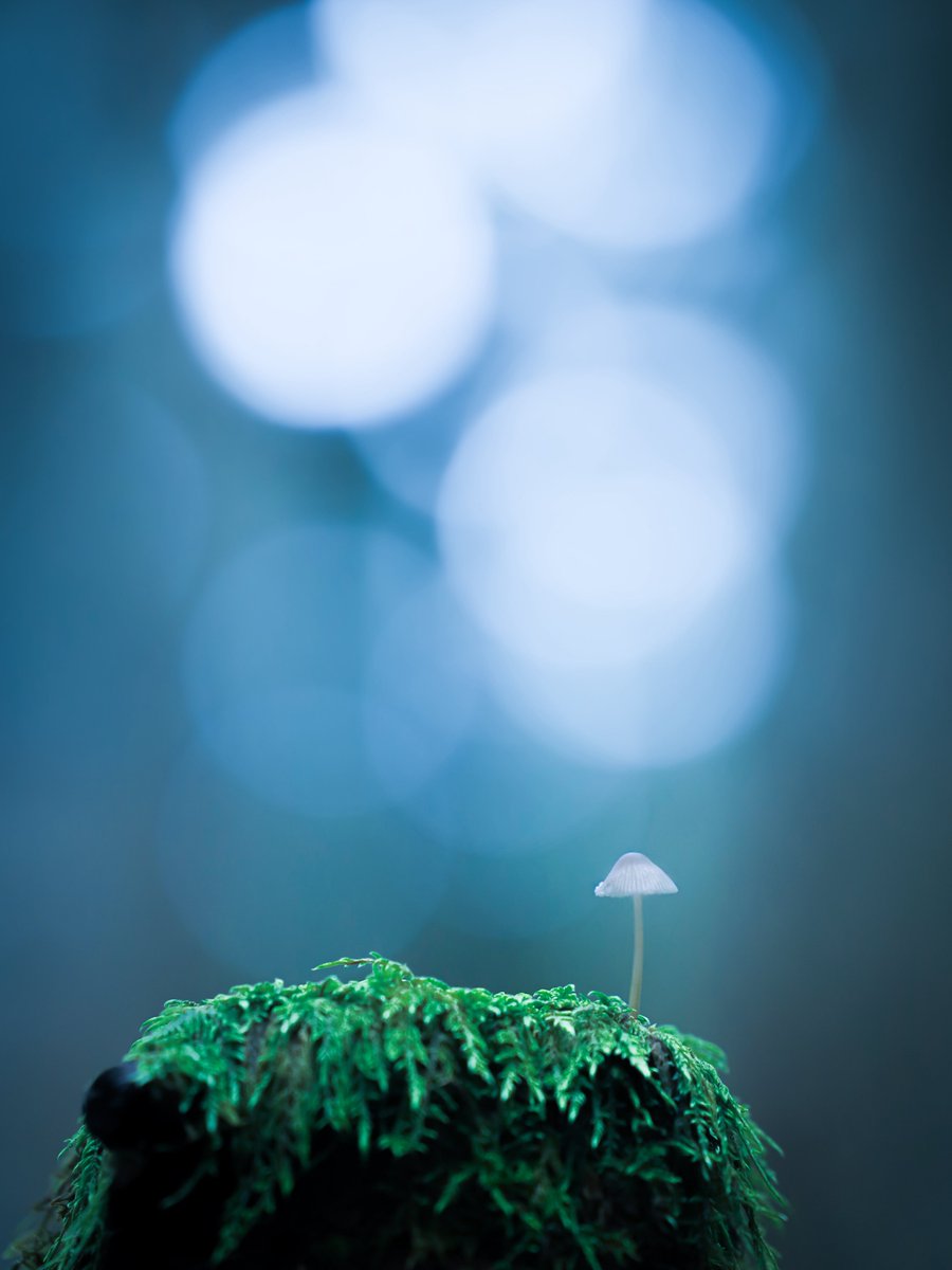 もんんも tweet media