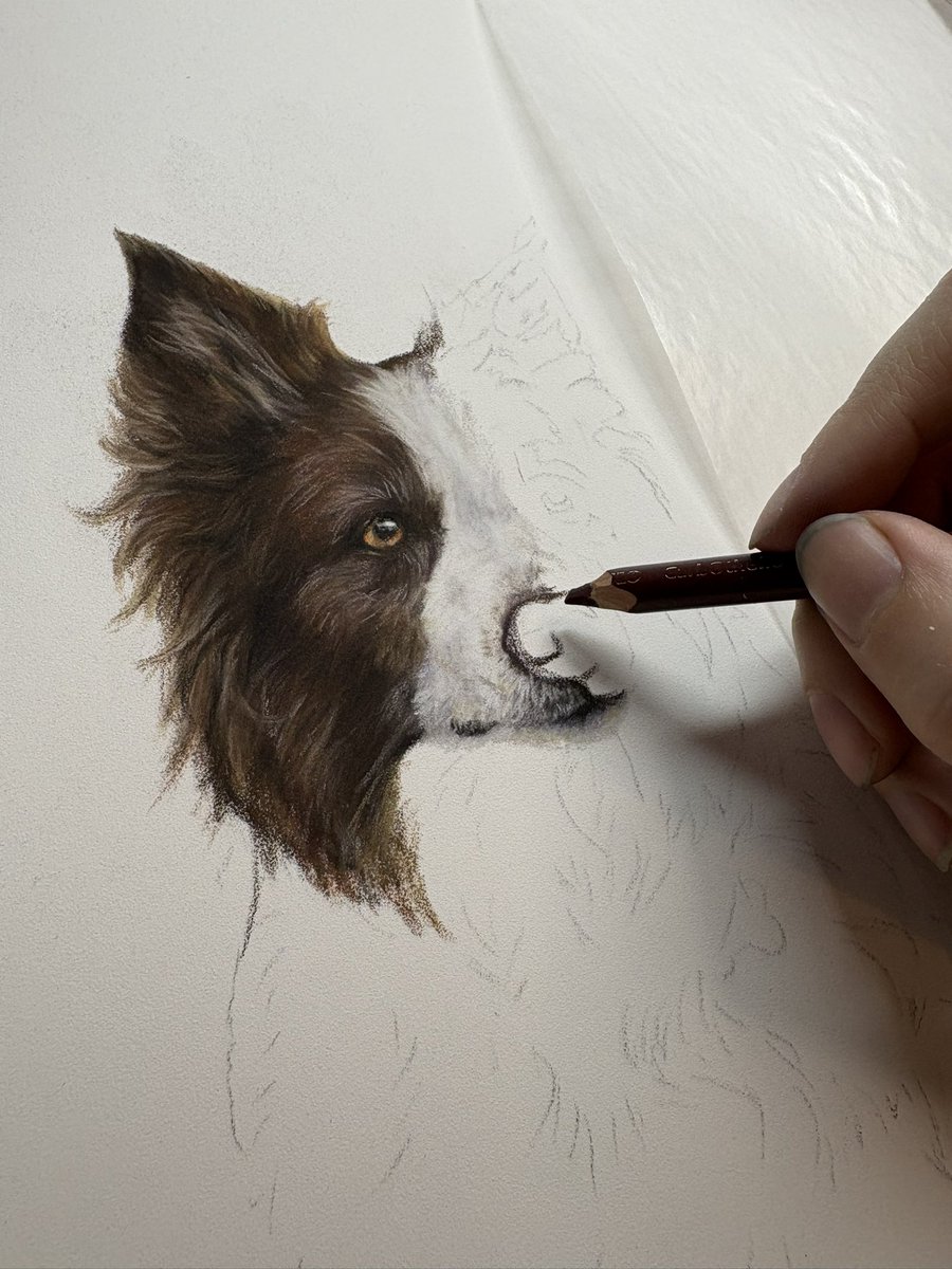 MeganArtUK's tweet photo. New portrait alert! I'm super excited to share the start of Ruby the collie's stunning portrait with you all today!
#collies #bordercollies #redandwhitecollie #newportrait #petportraits https://t.co/98sVV3c3Gn