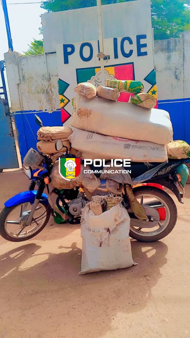 PoliceNationSN's tweet image. #Kolda 
Ce 17 février, deux opérations majeures ont permis de saisir 44,1 kg de chanvre indien.
1️⃣ 41,6 kg interceptés sur une moto TVS après un refus d'obtempérer face aux Eaux et Forêts. 2️⃣ Quartier Sare Kémo : Un dealer interpellé en flagrant délit avec 2,5 kg et 19 cornets.