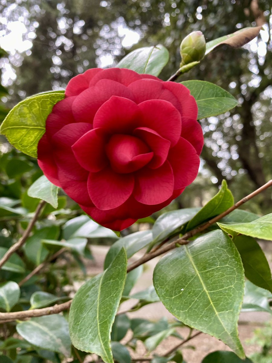 A che cosa serve l'Arte? 
A darci la breve ma folgorante illusione della camelia, aprendo nel tempo una breccia emotiva che non si può ridurre alla logica animalesca. 

Nelle immagini le camelie del Real Bosco di Capodimonte