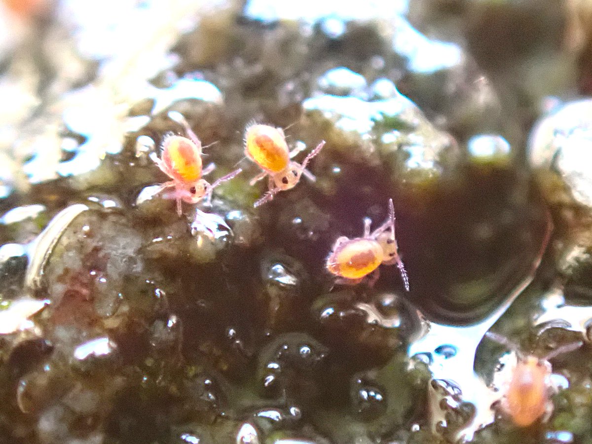 オドリコトビムシの仲間 極小だけどかわいい