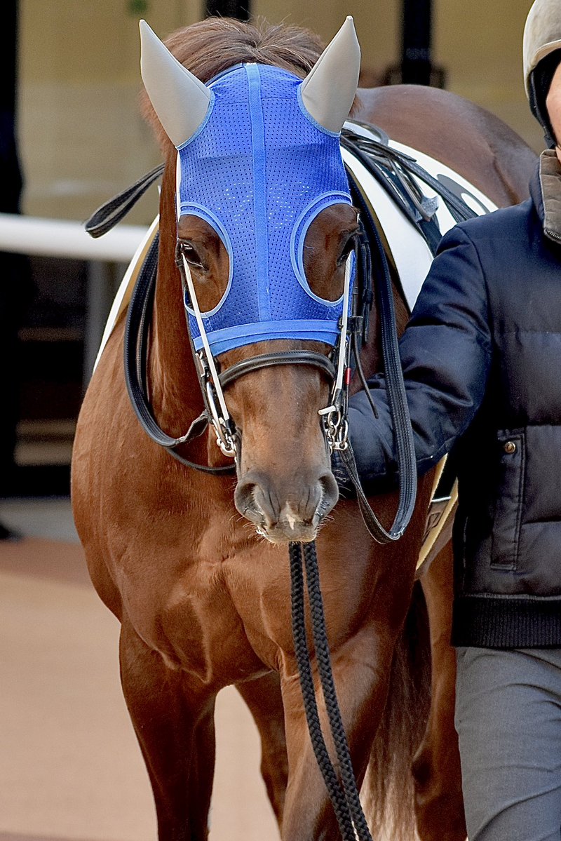 今朝はクラックショットが坂路で４Ｆ５１秒５と自己ベストを記録。３歳馬では６番目に速いタイム。先週末にも５２秒７を出し、苦手とされていた坂路でこれだけ速いところを求めていく稽古はデビュー以来、初めてのこと。無酸素運動に頑張って対処していて偉いと思います。来週のレースが楽しみです🔥