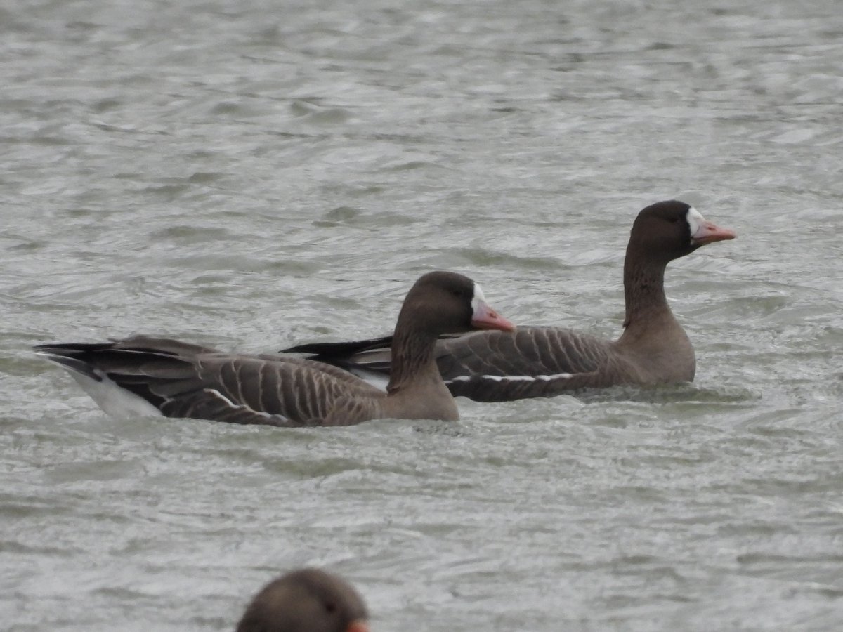 erichhediger's tweet photo. 2 ad.Russian White-fronted Geese #Cottingham/#hull on Orchard Park Lagoon 53.7882,-0.3989 at 10.15 with feral Greylags [my 1st for the Village] @RareBirdAlertUK @BirdGuides https://t.co/Ayk8LCLP4s