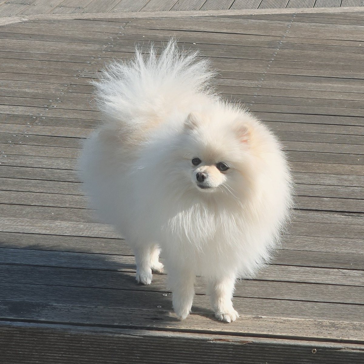 pearly___puff's tweet photo. https://t.co/vy9O24jdmD