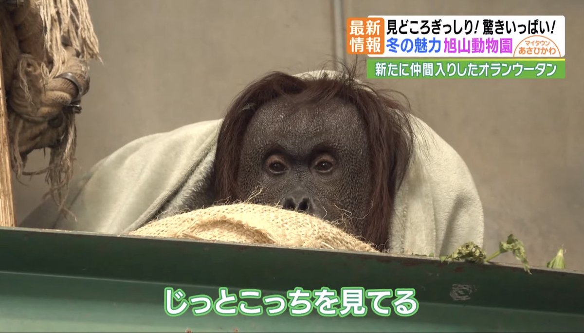ラフ→チケットひろき tweet media