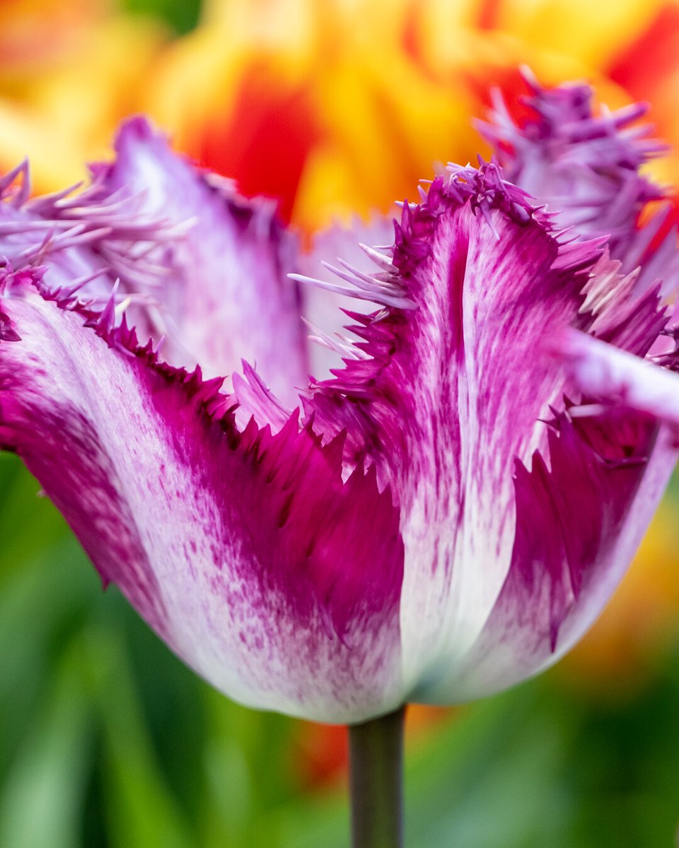 Flowerbulbs.com tweet media