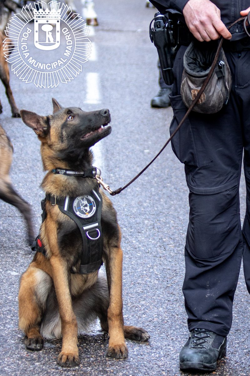 🐶Detrás de cada perro policía hay muchas horas de trabajo y disciplina, pero sobre todo, muchos juegos y cariño.

🚨Gracias a su olfato y lealtad están siempre dispuestos a proteger y cuidar de #Madrid

#PoliciaMunicipalMadrid
#CompañerosDe4patas
#LaPoliciaDeTuCiudad