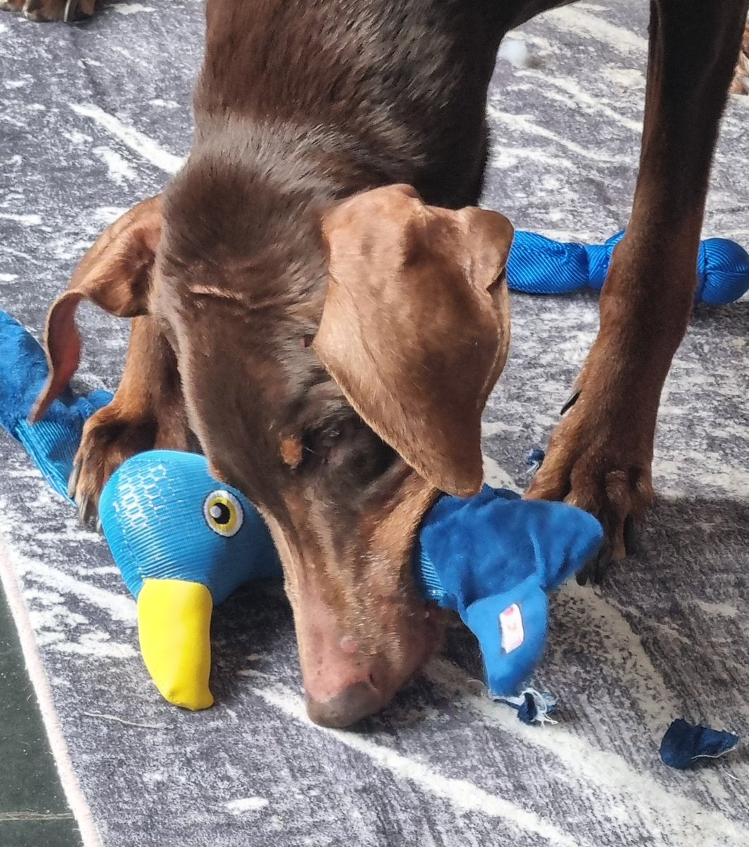 IronZone's tweet photo. Hugo's 13th Birthday Seagull. https://t.co/KcxH9FEMAh