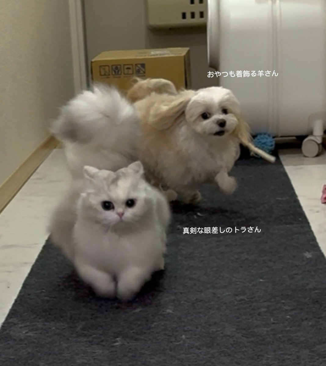 羊さんとトラさん tweet media