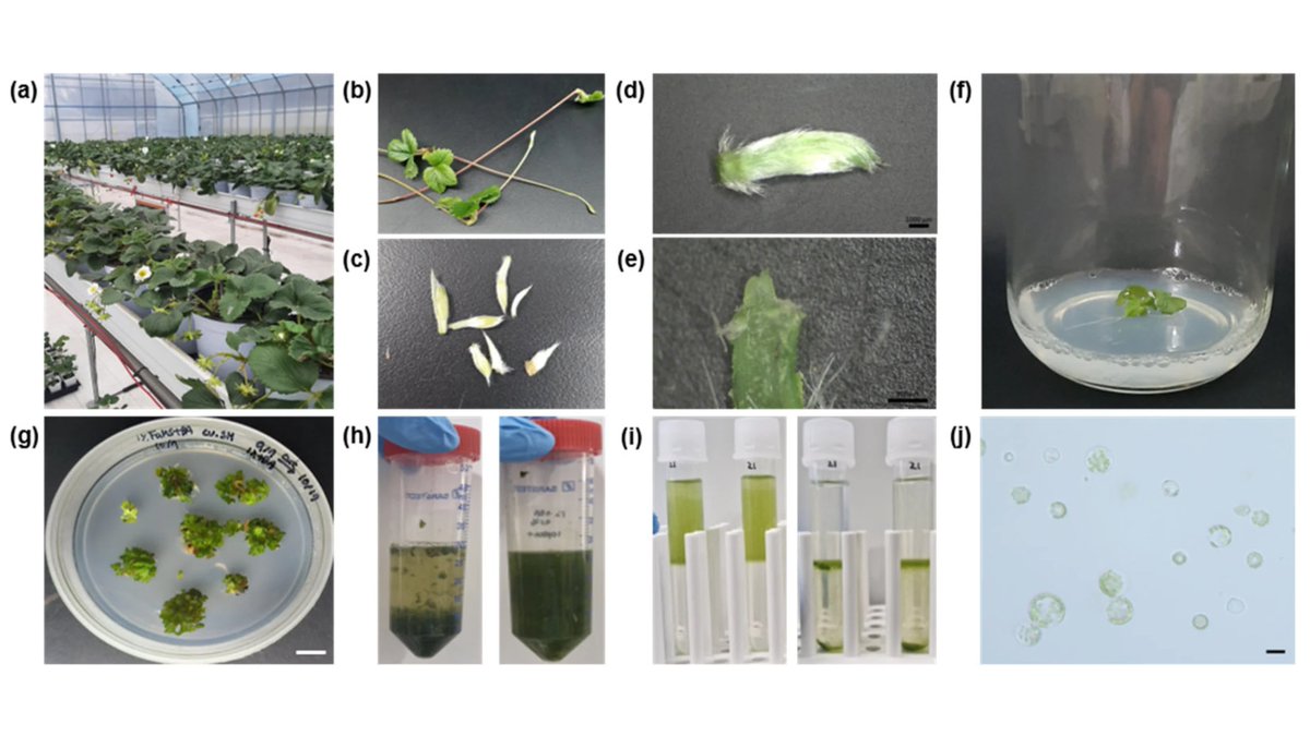 Plants_MDPI's tweet image. 🍓 Editing an octoploid genome?

A DNA-free CRISPR/Cas9 RNP system was developed for cultivated strawberry, enabling efficient protoplast-based gRNA screening.

Read more: brnw.ch/21x02P2

#CRISPR #PlantBiotech #GenomeEditing #Strawberry #CropScience #Biotechnology