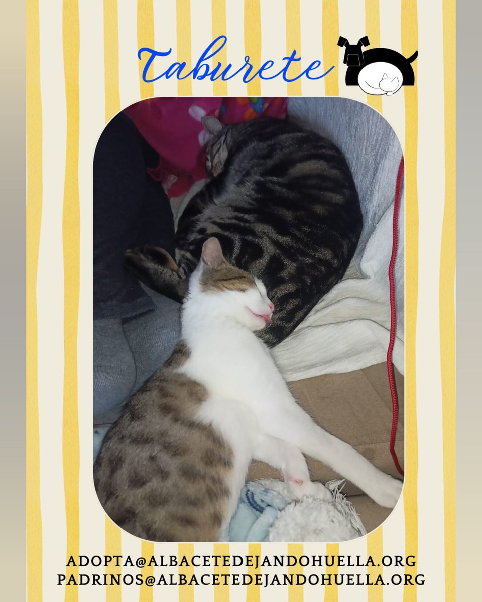 Taburete es, literalmente, un amor de gato 😴💙
Tenemos una foto suya completamente dormido, con la lengua fuera, que nos hizo reír muchísimo… y que resume perfectamente lo tranquilo y adorable que es. #albacete

adopta@albacetedejandohuella.org