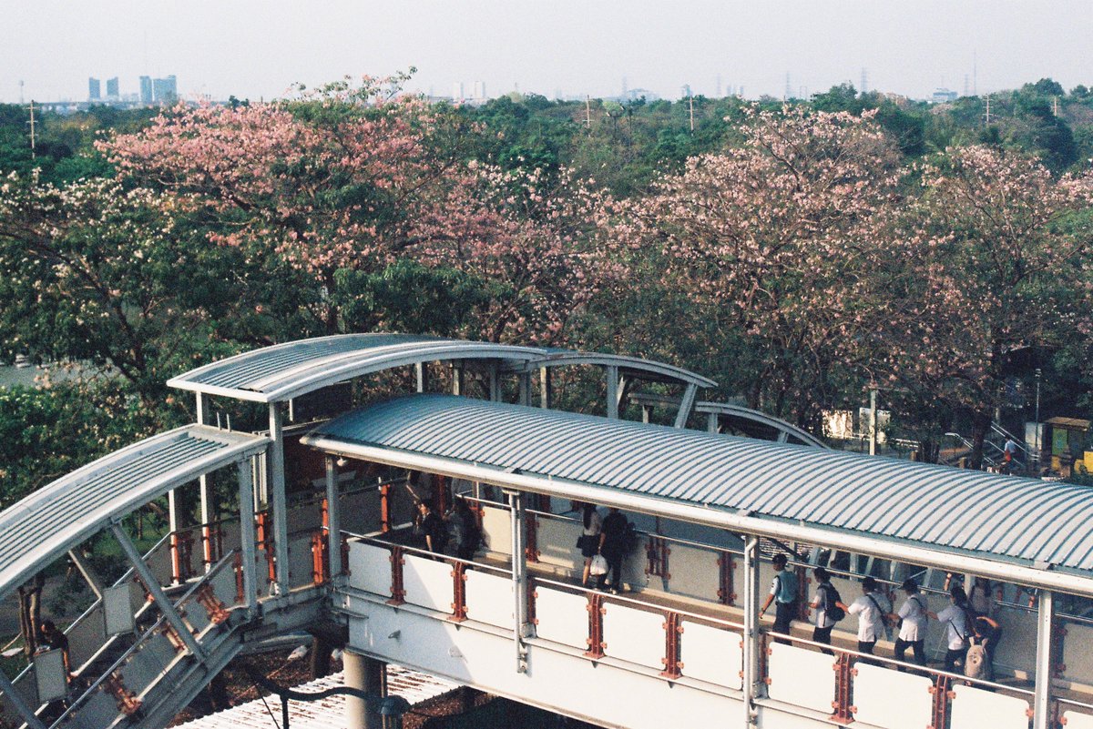 IIENGII's tweet image. เอาชมพูพันธุ์ทิพย์มาฝาก

film : Kodak Portra 800

#filmcamera #protra800