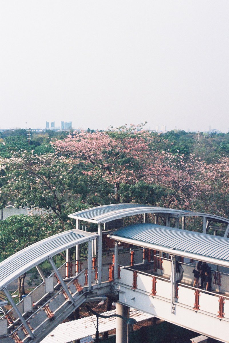 IIENGII's tweet image. เอาชมพูพันธุ์ทิพย์มาฝาก

film : Kodak Portra 800

#filmcamera #protra800