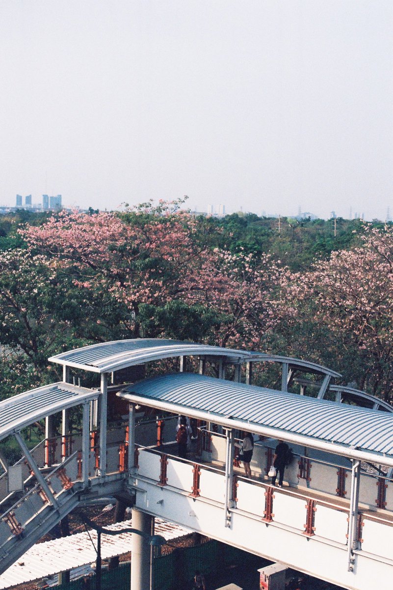 IIENGII's tweet image. เอาชมพูพันธุ์ทิพย์มาฝาก

film : Kodak Portra 800

#filmcamera #protra800